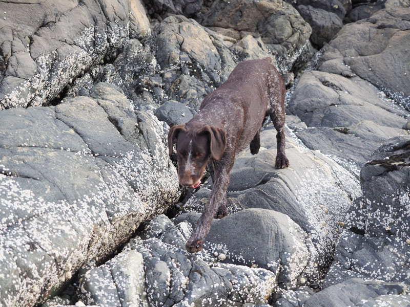 Running on the rocks....