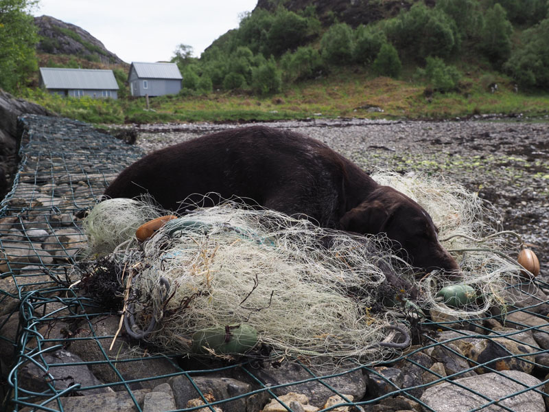 Gaia using the fishnet as a dog bed.