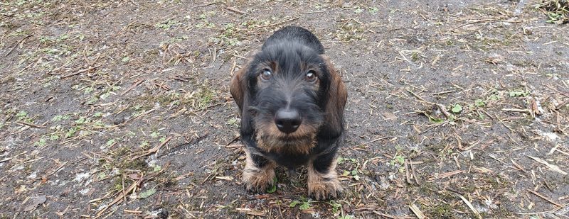 Wirehaired Dachshund looking at camera in the garden