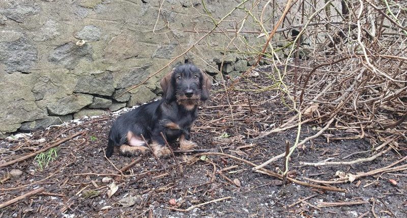 Wirehaired Dachshund Puppy turning to watch whilst distracted in the garden