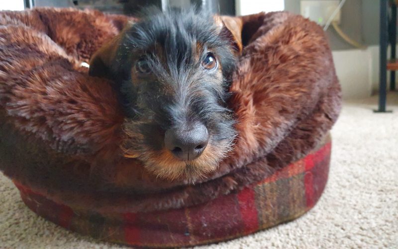 Wirehaired Dachshund in his Mini Wolf Den