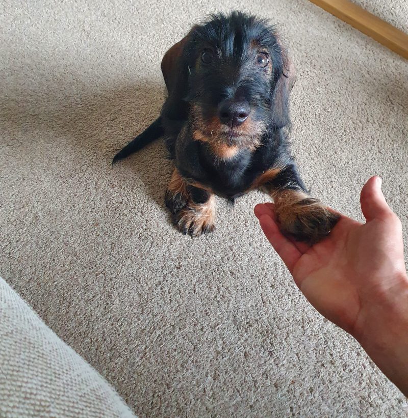 Gerry giving paw for access to the couch