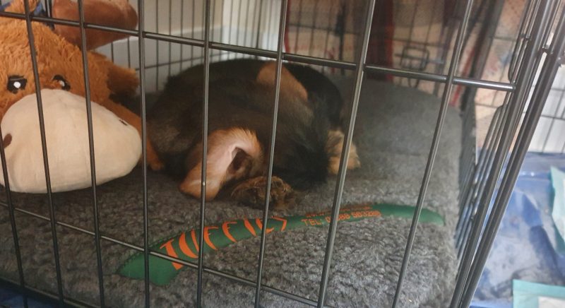 Wirehaired Dachshund snoozing in his crate on a Durasoft Mattress Dog Bed with a Light Fleece Mattress Cover