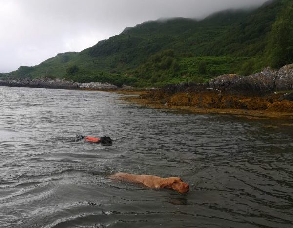 Gerry and Smeagol swimming to shore