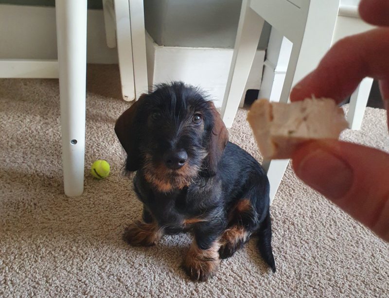 Wirehaired Dachshund Gerry waiting for chicken treat