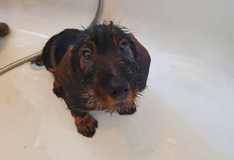Wirehaired Dachshund in the Bath