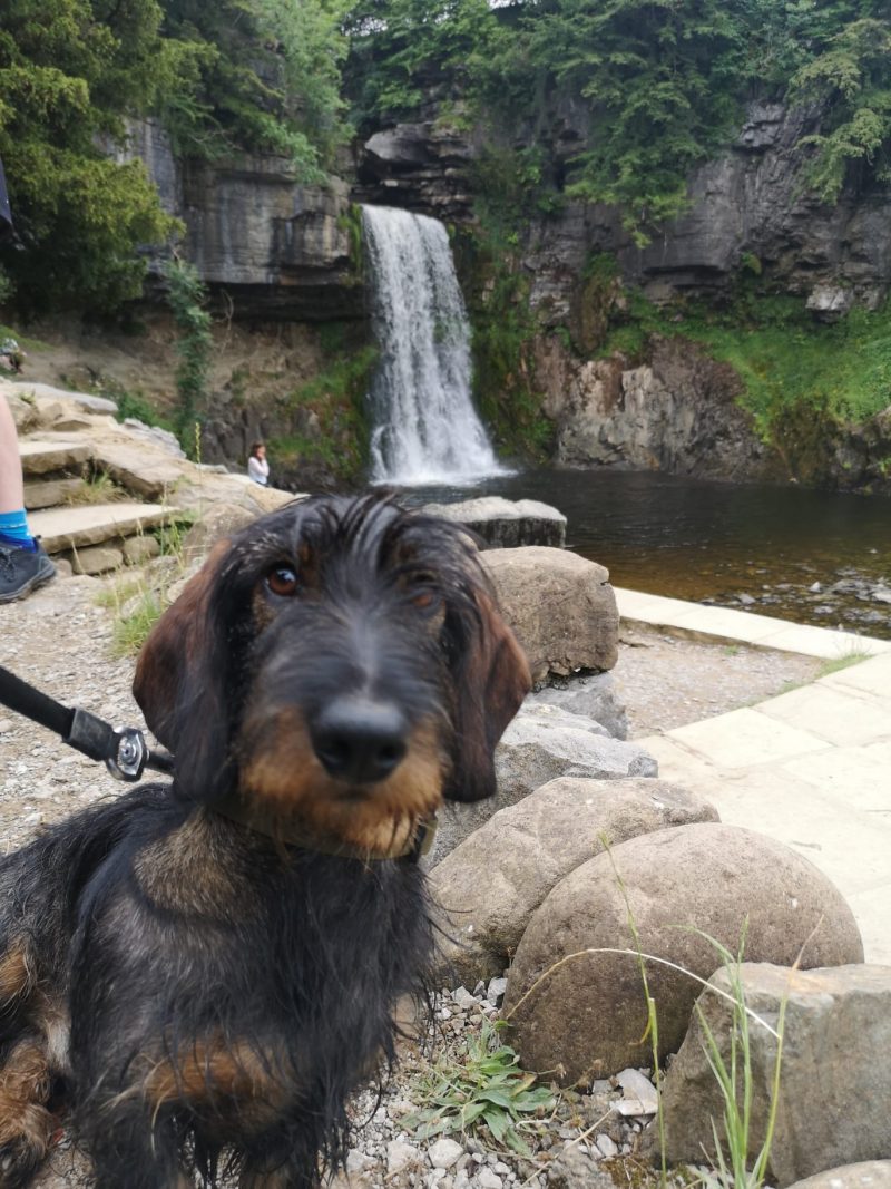 Wirehaired Dachshund Goes Sightseeing