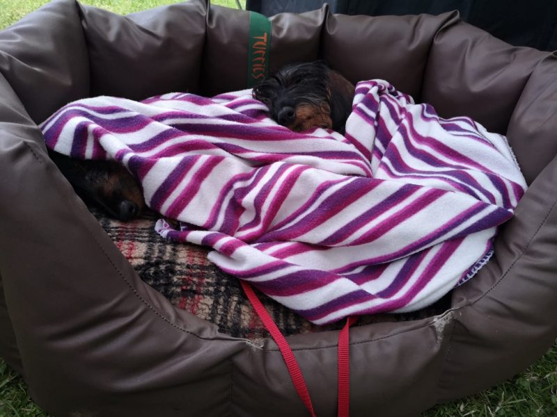 Two Wirehaired Dachshunds in Tuffies Nest