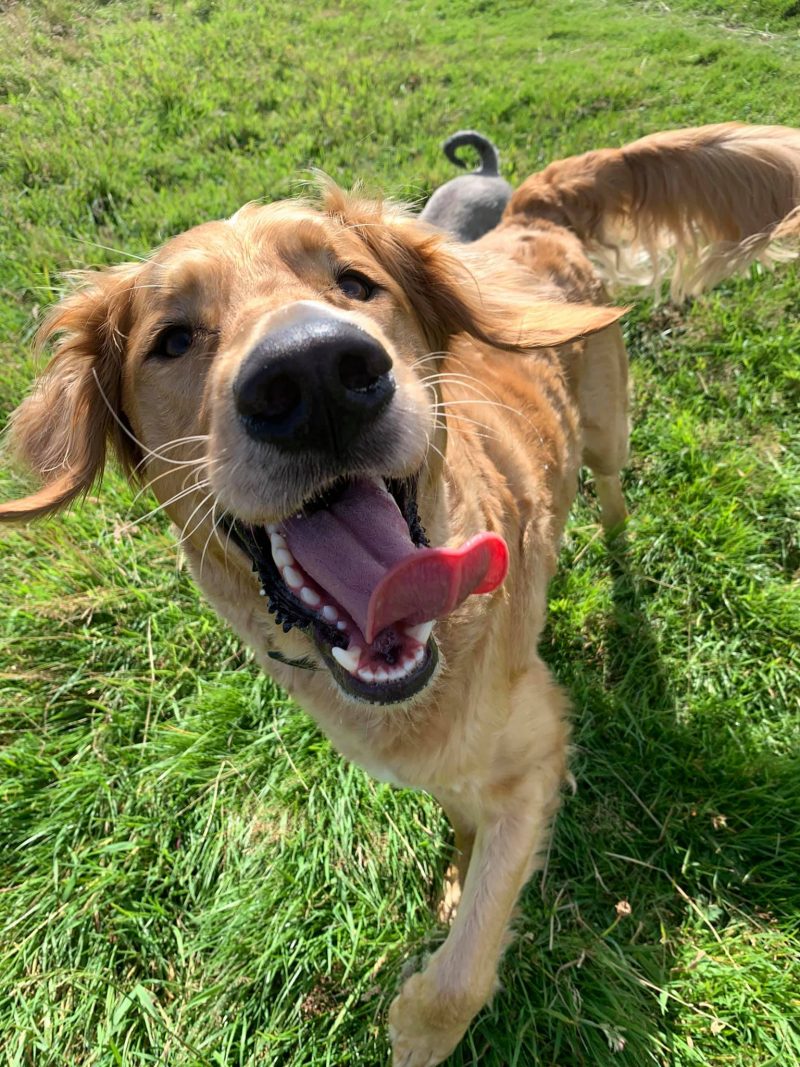 Golden Retriever Having a Blast