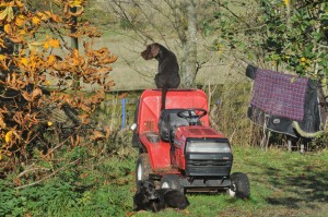 Gollum, GWP, sitting on the lawn mower, looking out.