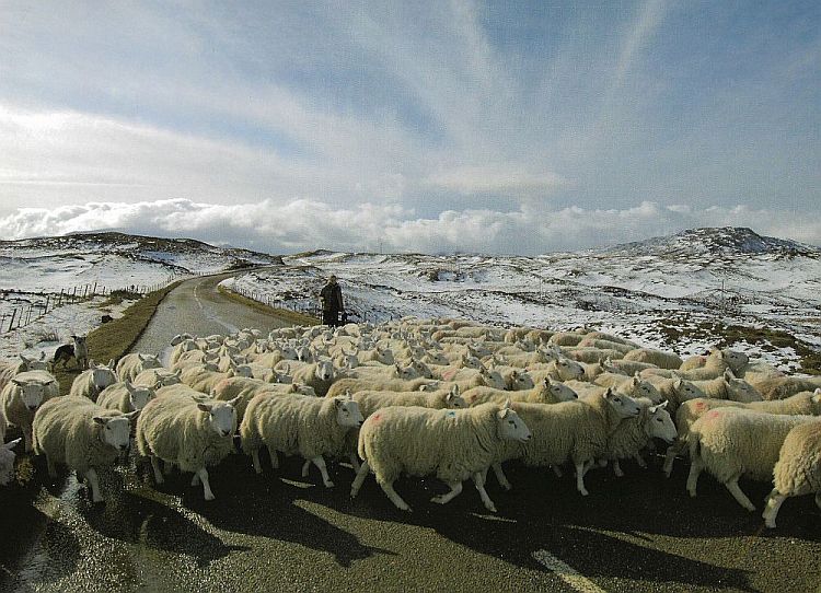 Working the sheep in all weathers.