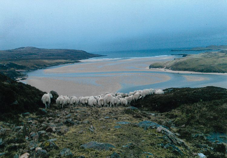 The fabulous Highlands. Sheep on the beach.