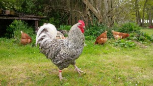 Cockerel in the garden with his four hens