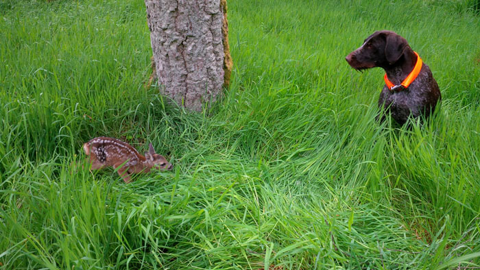 Gaia accidentally came across this newborn fawn.