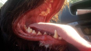 Close up photo of Gaia's mouth whilst panting