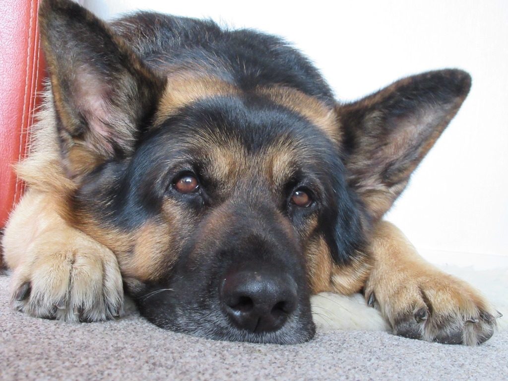 Bruno the German Shepherd contemplating his career