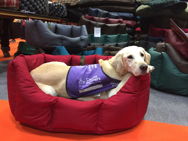 Labrador in a Large nest. Perfect size.