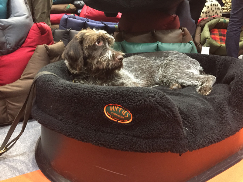 Korthals in a Raised Dog Bed, large. Perfect fit.