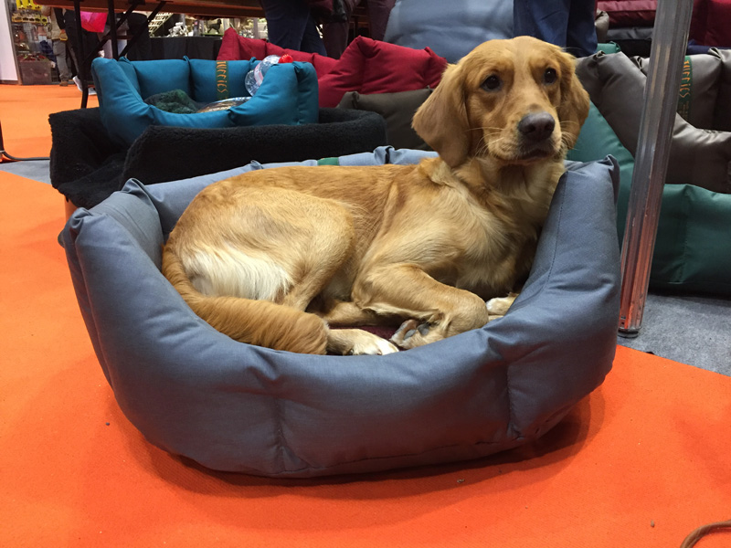 Retriever in a medium nest. A bit too small.