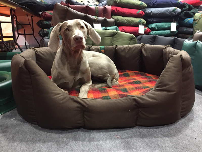 Weimaraner in an XL nest. OK, but a bit too big.