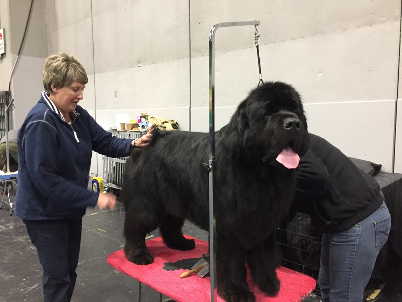 Newfoundlander getting ready for the ring.