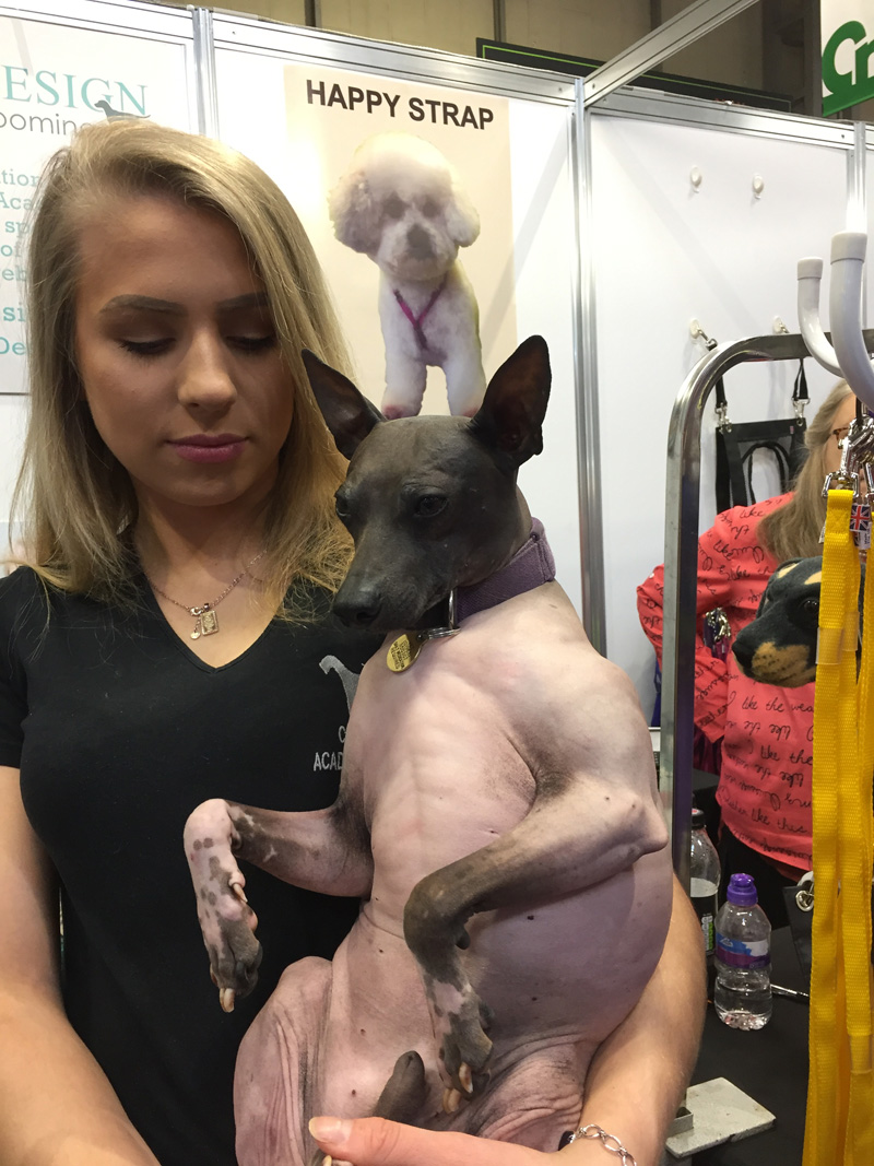 American Hairless Terrier.