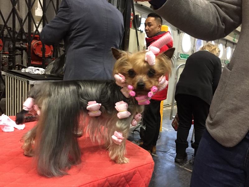 Yorkshire Terrier getting ready.