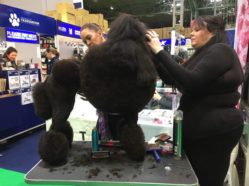 Poodle clipping.