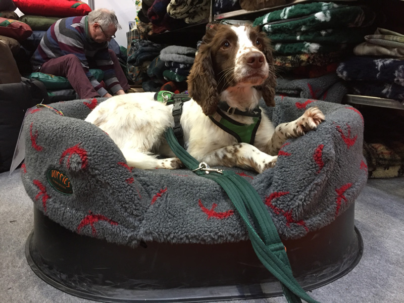 Spaniel in a medium Raised Tuffies bed.