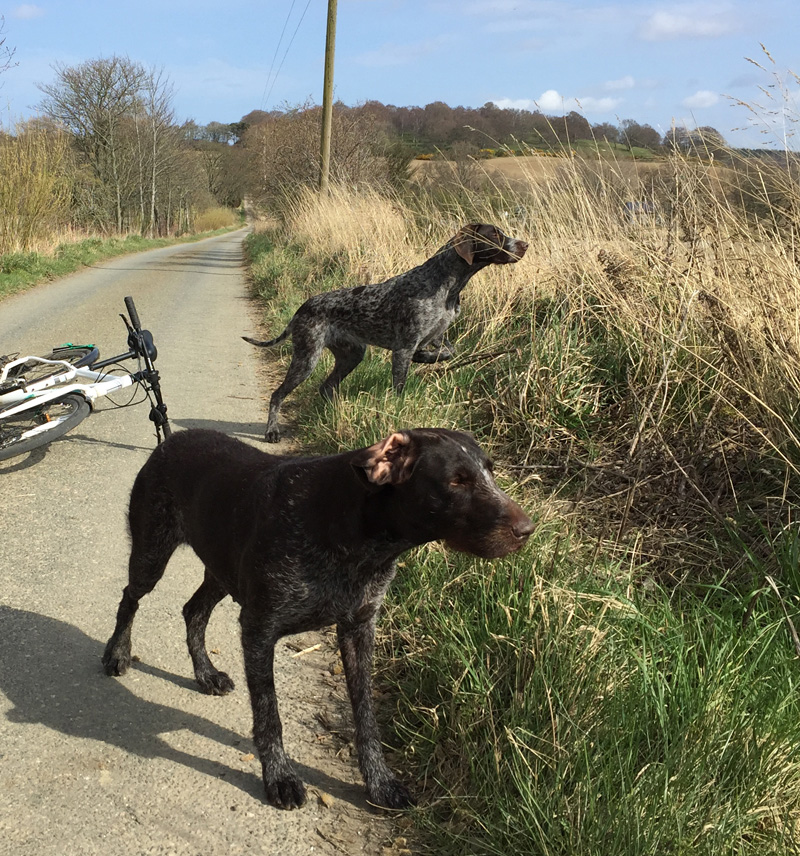 Gaia and Pontus on point. A pheasant was at the side of the field.