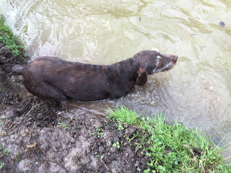 Gollum getting in to the woodland pond.