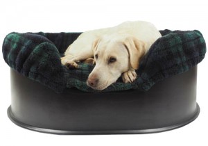 izzie-in-raised-dog-bed-copy