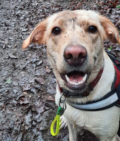 Yellow Lab After Finding a Fiver on his Walk (Keith Down)