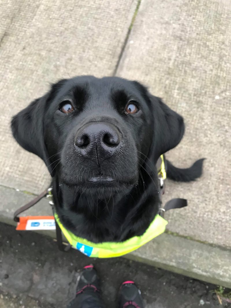 Black labrador Minnie sitting for the camera during training