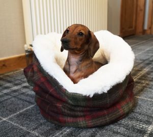 Dachshound in Mini Wolf Den.