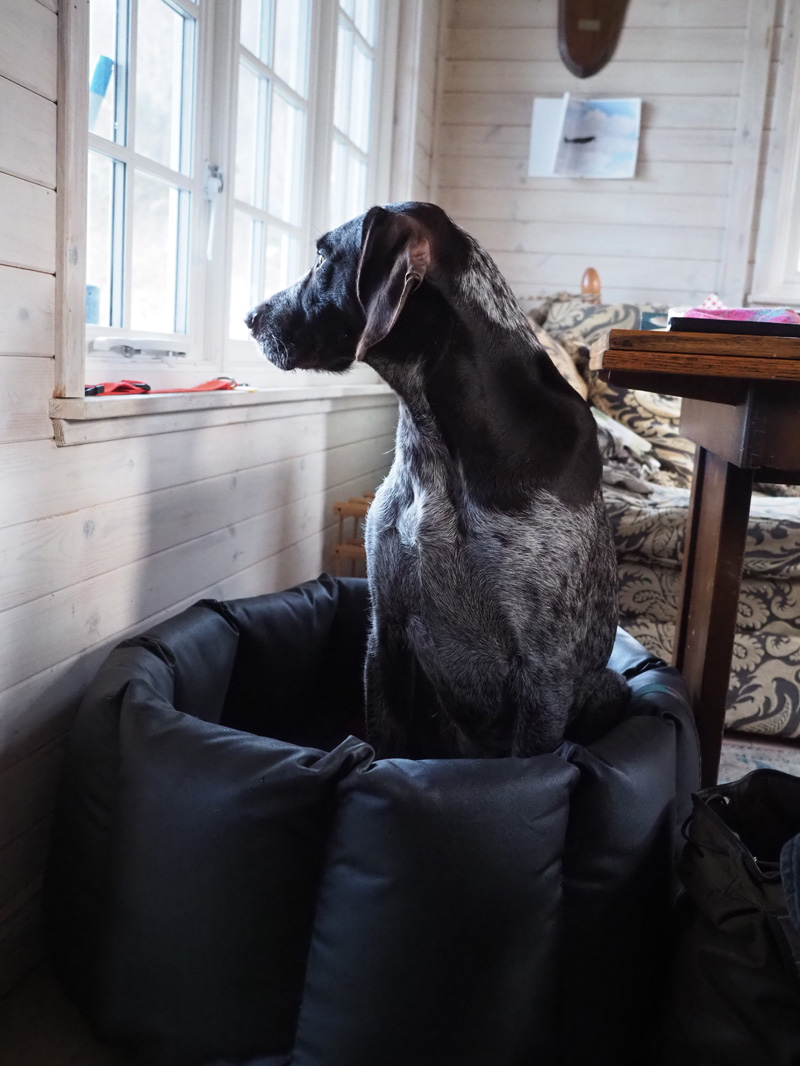 Perfect position for my dog bed. I can look out the low window from here.