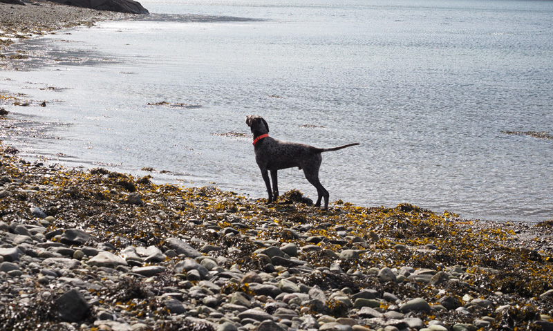 Standing on the beach sniffing the air. Great.