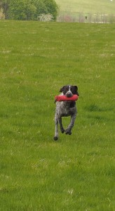 Triumphant retrieve.