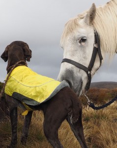 Pony and dog contact.