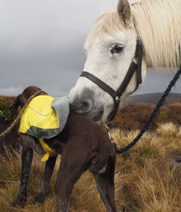 Pony and dog contact.