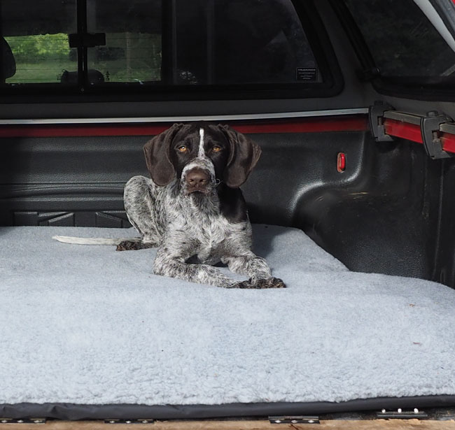 Pontus here shown on his bespoke waterproof dog bed with soft cover.