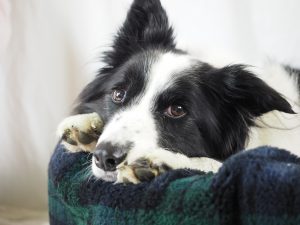 Collie on Nest Dog Bed With Optional Nest Cover 