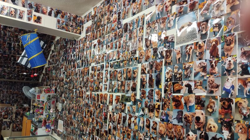 Hundreds of Photos on the Pet Wall