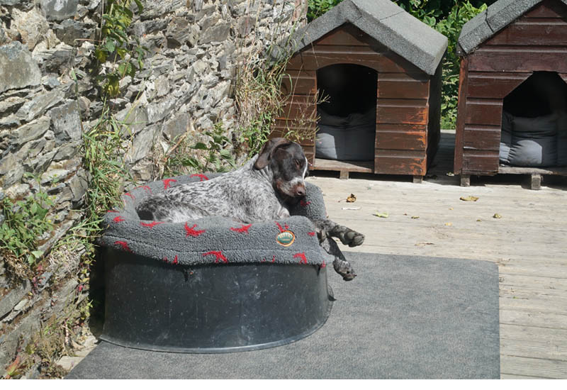 Pontus blissfully asleep in his Raised Dog Bed on the doggy patio.