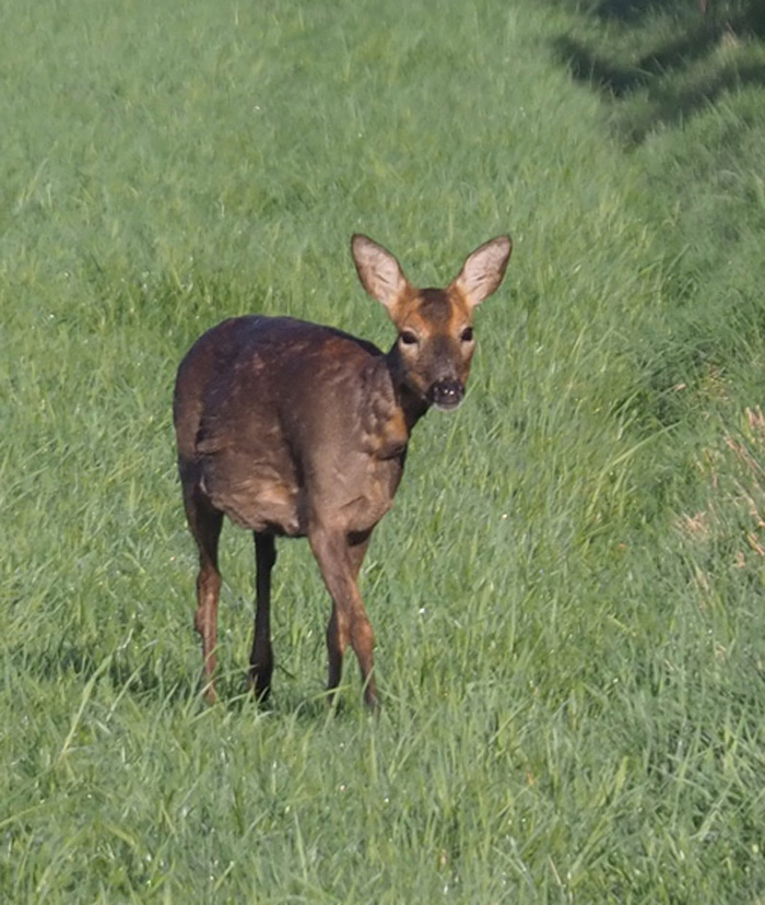 Highly pregnant roe doe. Molting the winter coat.