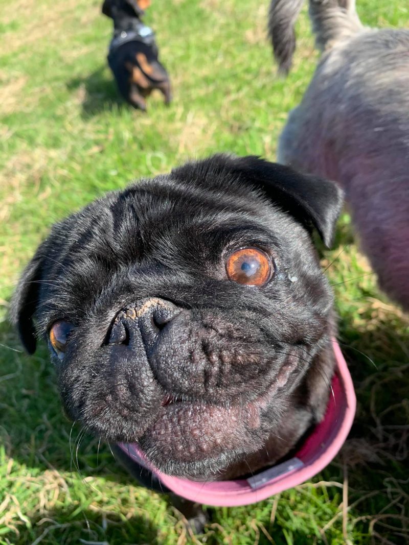 Smug as a Pug