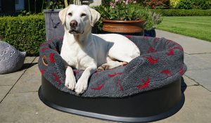 A raised bed sitting outside with a Labrador in it.