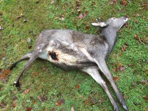 road-killed-young-stag