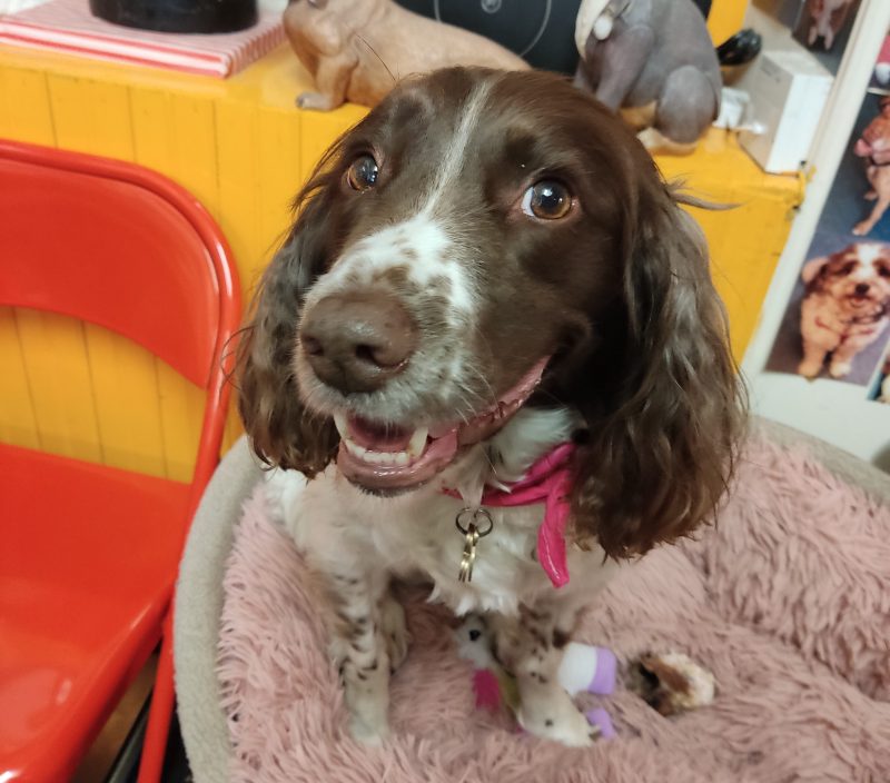 Ruby, the Springer Spaniel Behind the Till
