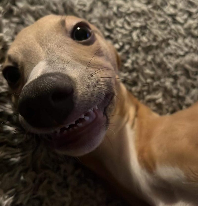 Wally Shark Teeth - Whippet Puppy